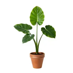 Green arrow arum
