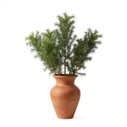 Gymnosperm