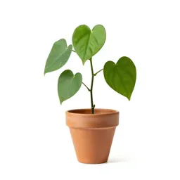 Heartleaf