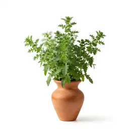 Herb