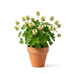 Hop clover