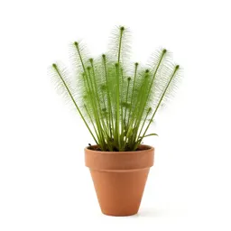 Hornwort