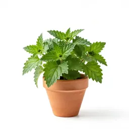 Hyssop