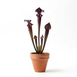 Jack-in-the-pulpit