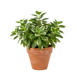 Large periwinkle