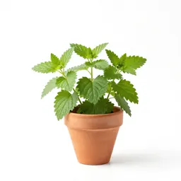 Lemon balm