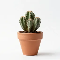 Lithops