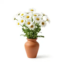 Livingstone daisy