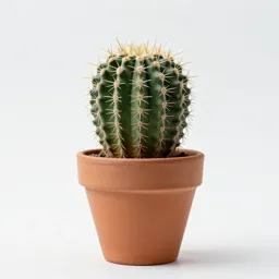 Mammillaria