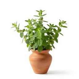 Marjoram