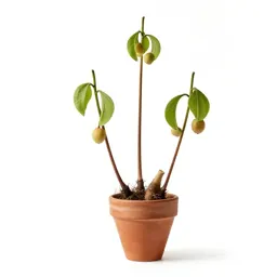 Mayapple