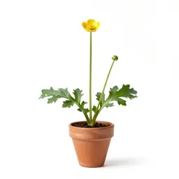 Meadow buttercup