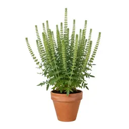 Melilotus