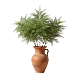Mesquite