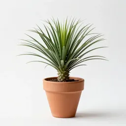 Mistletoe cactus