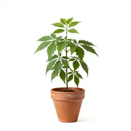 Monocot