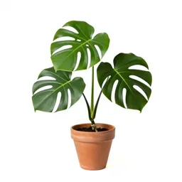 Monstera