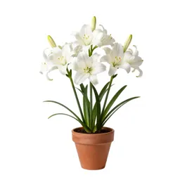 Mountain lily