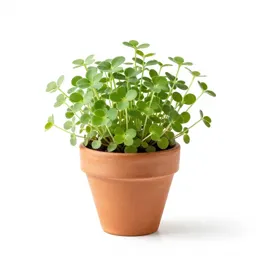 Mouse-ear chickweed