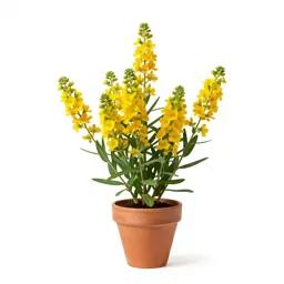 Narrow-leaved flame flower