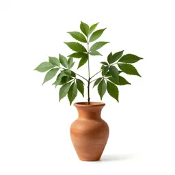 Natal plum