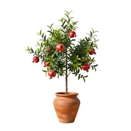 Native pomegranate