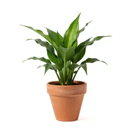 Nephthytis