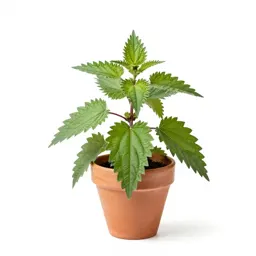 Nettle-leaved goosefoot