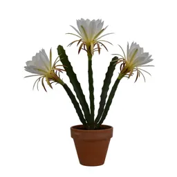 Night-blooming cereus