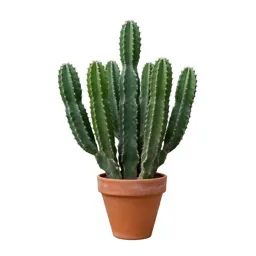 Nopal