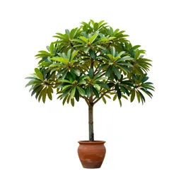 Pagoda tree