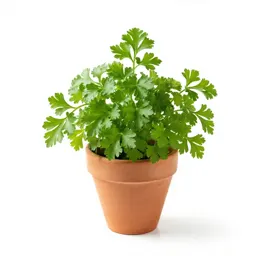 Parsley