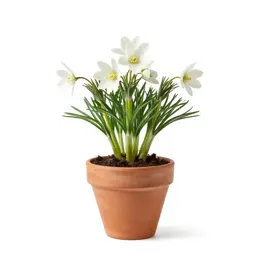Pasqueflower
