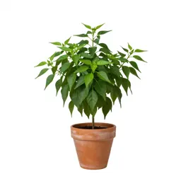 Pepper shrub