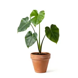 Philodendron