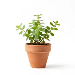 Pigmy talinum