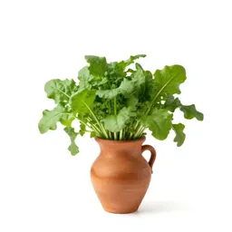 Pigweed