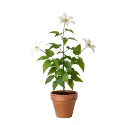 Pipestem clematis