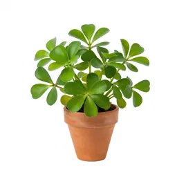 Pistia