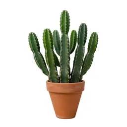 Pitahaya cactus