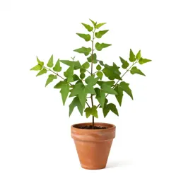 Pokeweed
