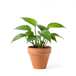 Pothos