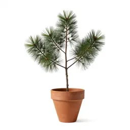 Progymnosperm