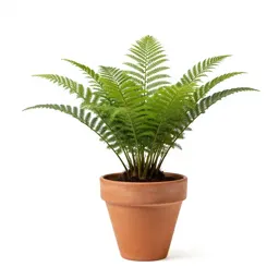 Pteridophyte