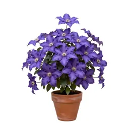Purple clematis