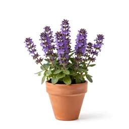 Purple cress