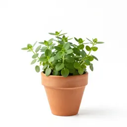 Purslane