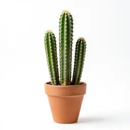 Rainbow cactus