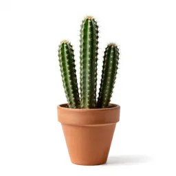 Rattail cactus