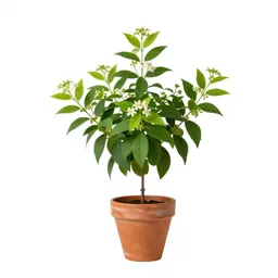 Rauwolfia